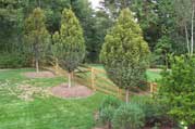 Perennial Landscape Large Tree Installation